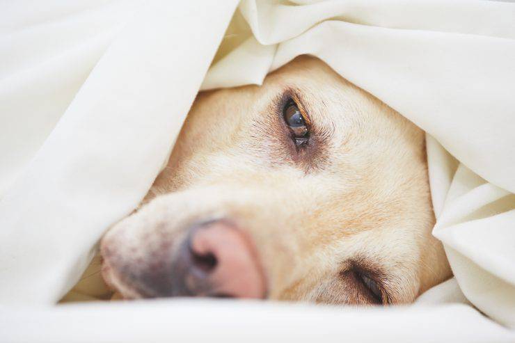 síntomas de infección del perro