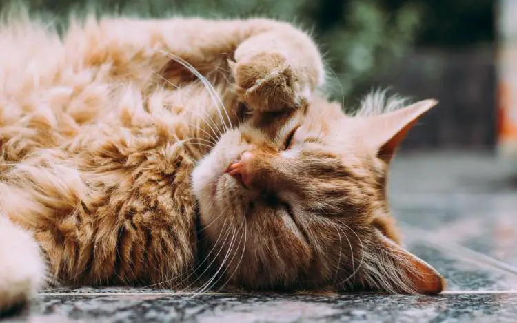 Síntomas de la vejez de los gatos
