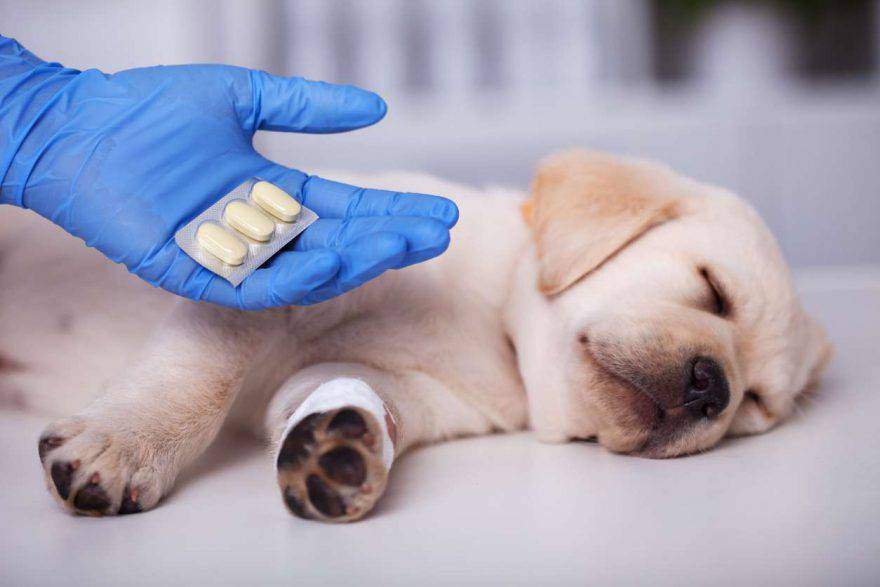 Suplementos para perros