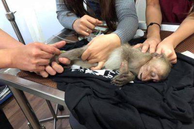 Pequeño mono