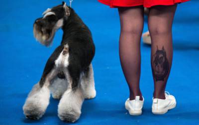 CHINA-ANIMAL-DOG-SHOW