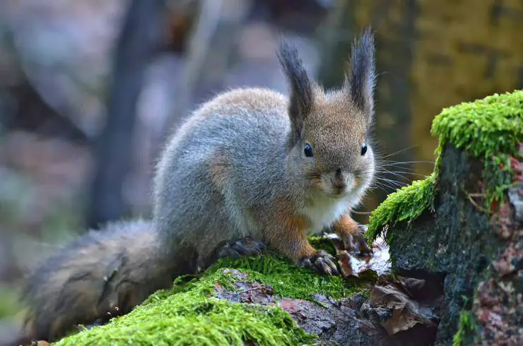 mascota ardilla