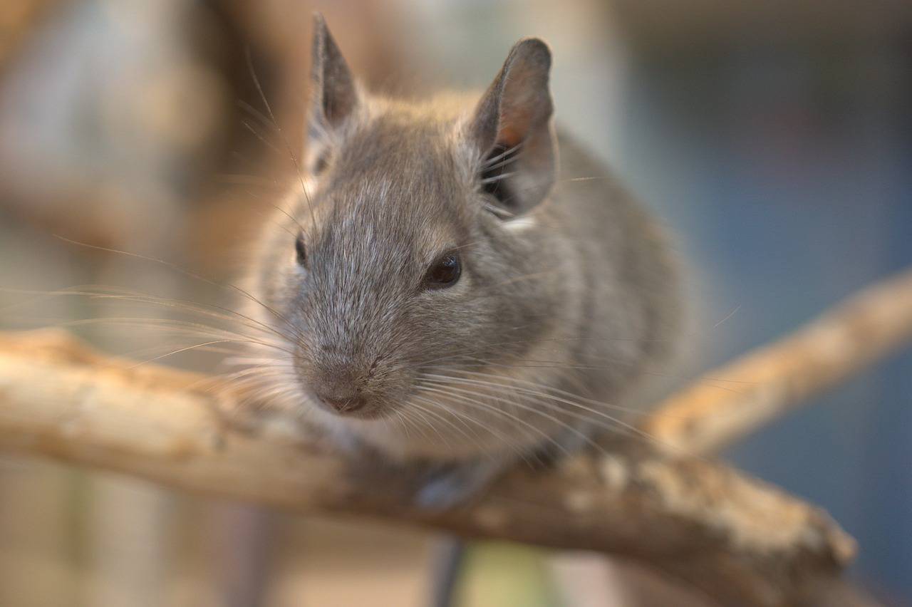 alimentación de chinchilla