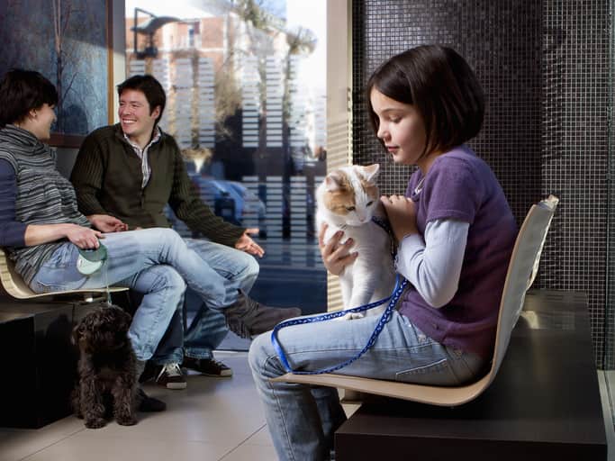 gatto terapia con mascotas