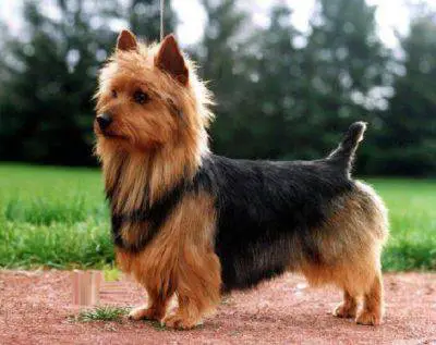 Terrier australiano 4