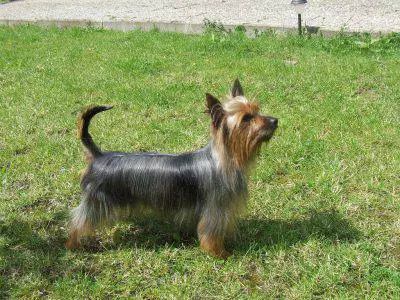 australiano-sedoso-terrier2