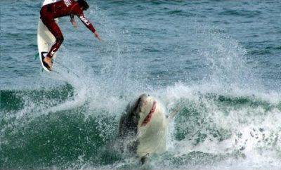 Tiburón ataca al hombre