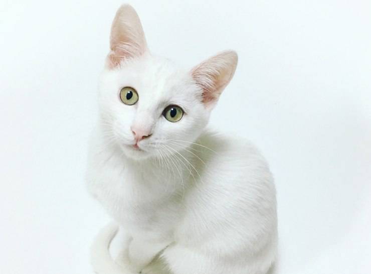Tomando fotografías del gato