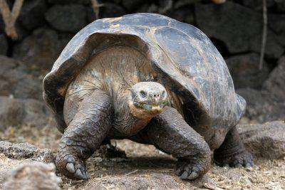 Tortuga mordedora