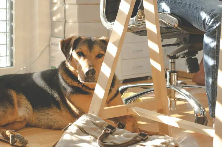 Trabajo inteligente con el perro