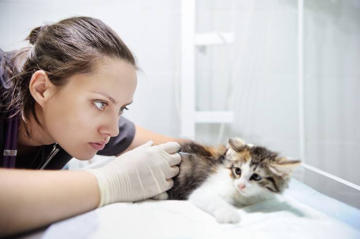 gato herido