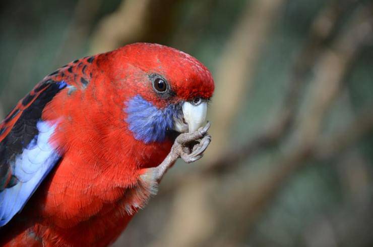 trauma del pico en aves