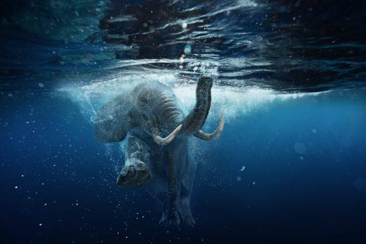 Pez elefante