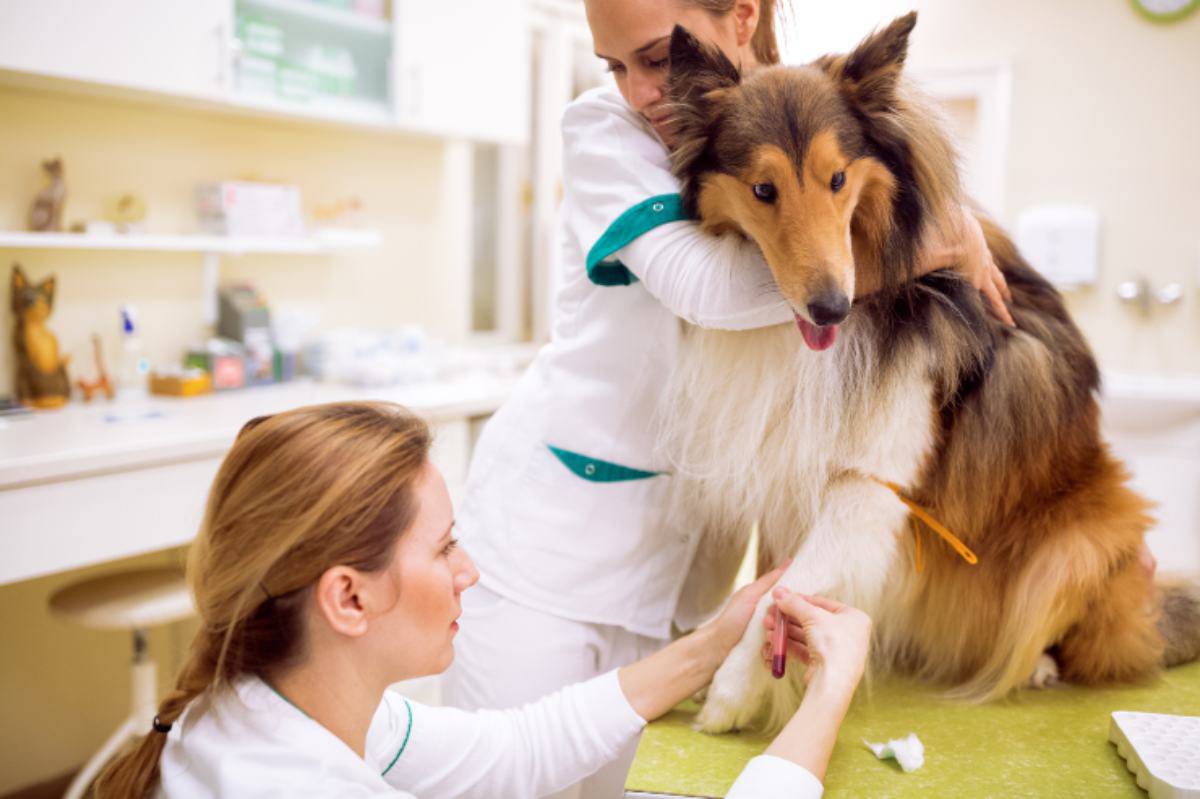 Trombocitopenia inmunomediada en perros: causas, síntomas y Vida con ▷➡️