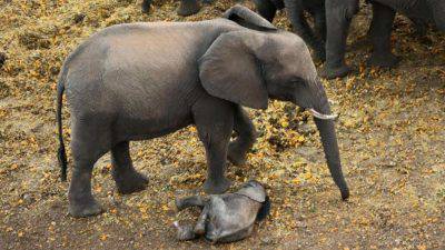 elefante00-kRAB-U10801530162529S9B-1024x576@LaStampa.it