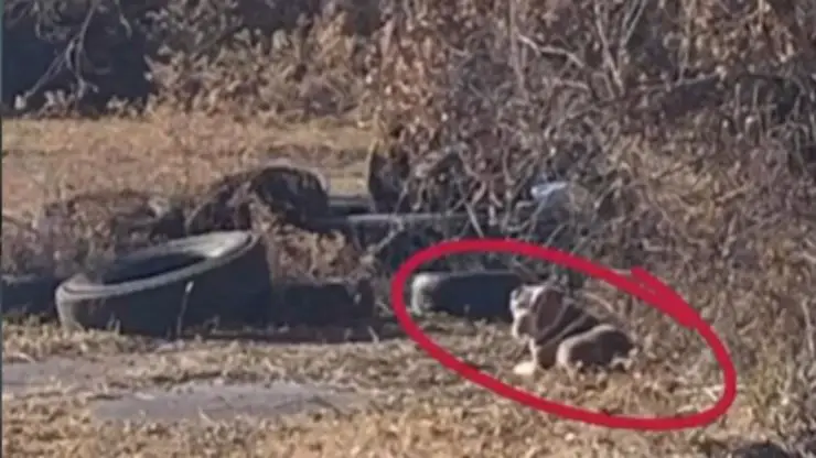 Kamala, perro sin nariz encontrado Kamala, perro sin nariz encontrado
