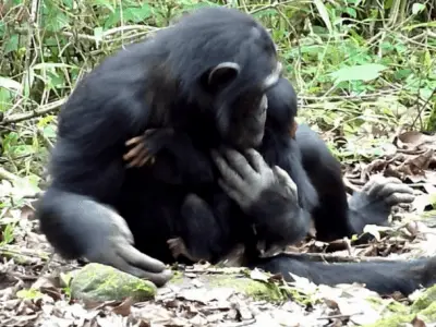 cachorro discapacitado