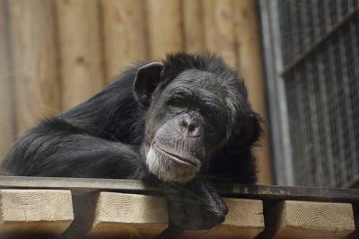chimpancé
