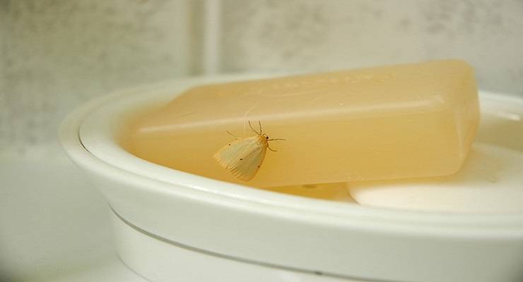 salir de la polilla