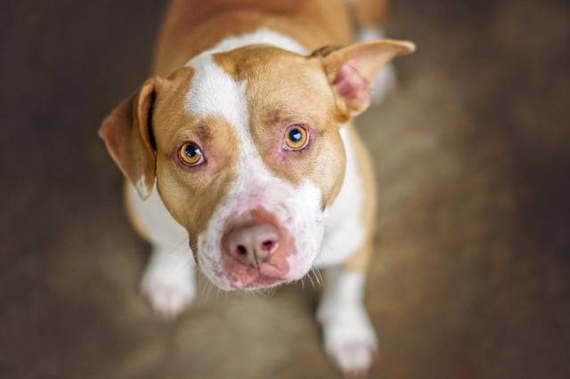 pitbull salva a la amante del violador