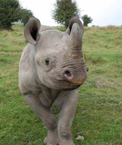 rinocerontes