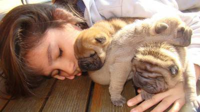 Amor de perro