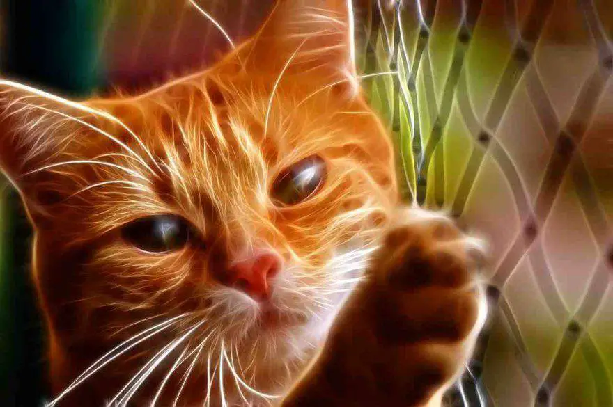 Uveítis en gatos