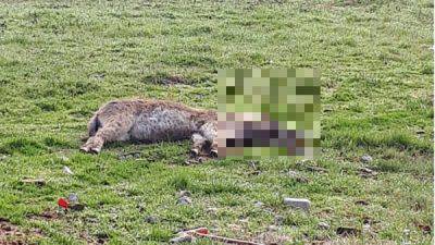 maltrato de animales