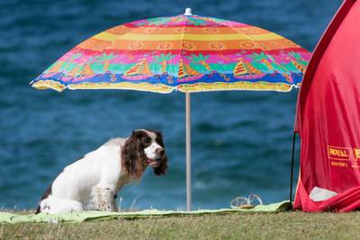 NEWQUAY, REINO UNIDO - 6 DE AGOSTO: Un perro se refugia bajo una sombrilla mientras la gente se reúne en la playa Fistral en el primer día del festival de música y surf Boardmasters en Newquay el 6 de agosto de 2014 en Cornwall, Inglaterra. Desde 1981, Newquay ha sido anfitrión de la competencia de surf Boardmasters, que es parte de un festival más grande de surf, skate y música de cinco días y se ha convertido en una parte integral de la continuamente popular escena del surf británico que crece desde sus humildes comienzos hasta uno de los eventos más importantes del calendario de surf británico. Ahora atrae a surfistas profesionales de todo el mundo para competir en la playa de Cornualles, considerada por muchos como el lugar de nacimiento del surf británico moderno. (Foto de Matt Cardy / Getty Images)