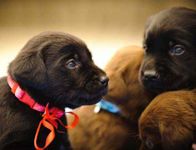 cachorros de navidad