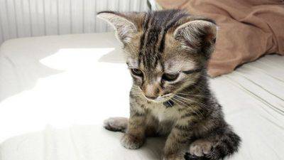 gatito