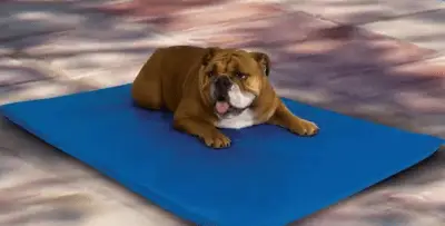 accesorios para perros de verano