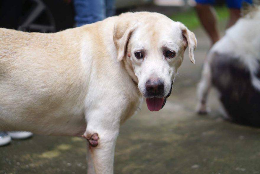 Verrugas en perros