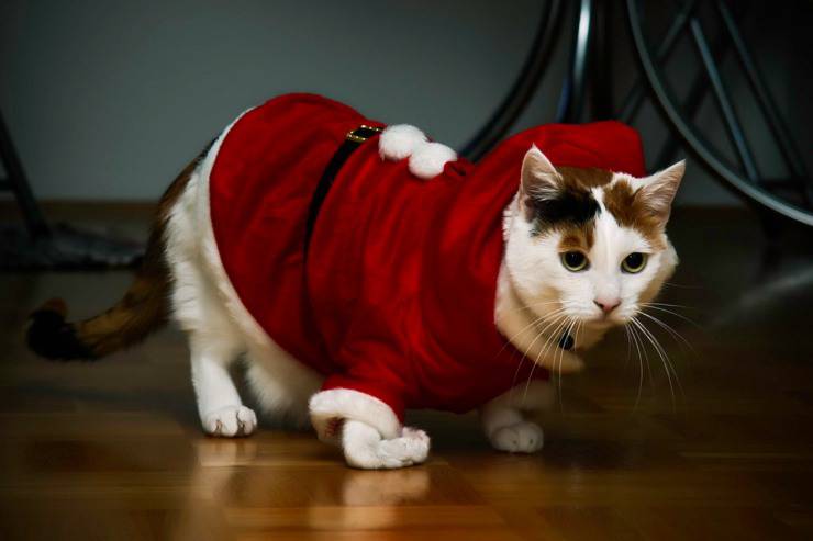 Viste al gato