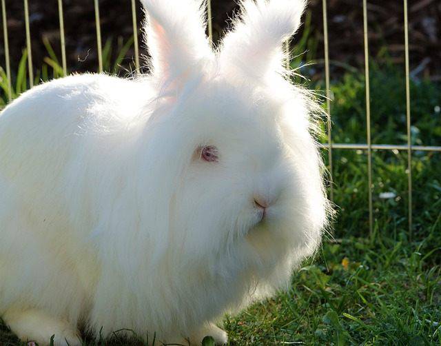 La isla de los conejos: un adorable viaje desde Hiroshima