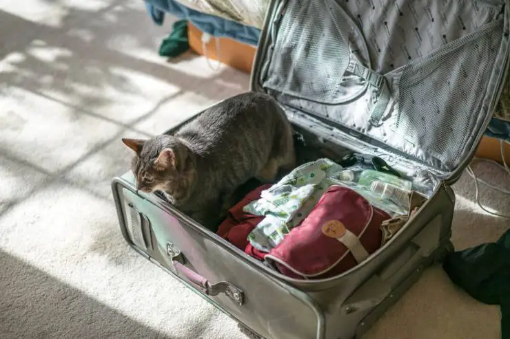 Viajando con gato