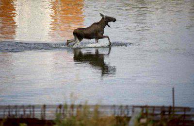 animales salvajes
