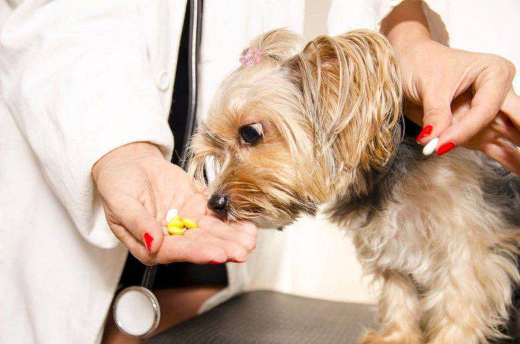 vitaminas adecuadas para el perro