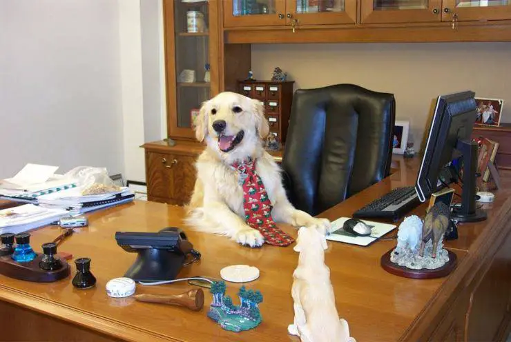 llevar al perro a la oficina