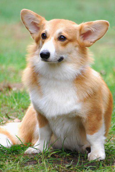 welsh_corgi_pembroke_wpr_kamien_07_10_07