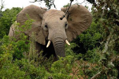 elefante