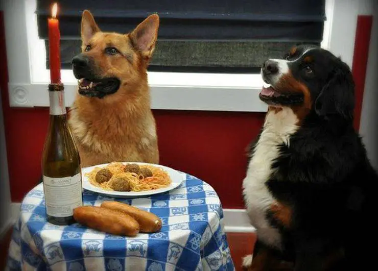 receta de la casa del perro