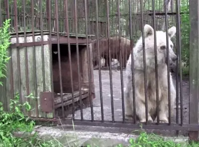 oso