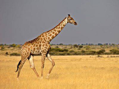 giraffa