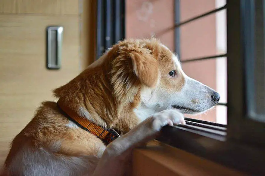 custodia del perro en caso de divorcio