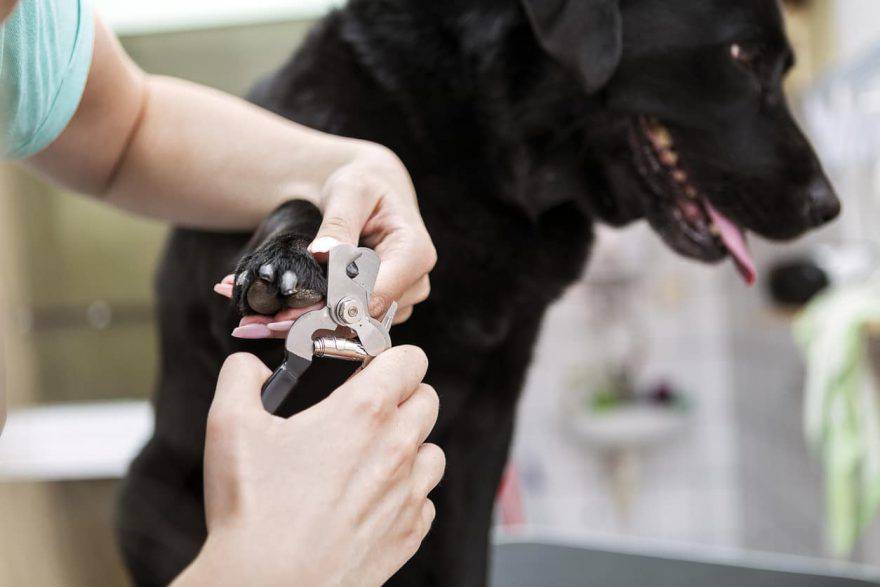 cortar uñas de perro