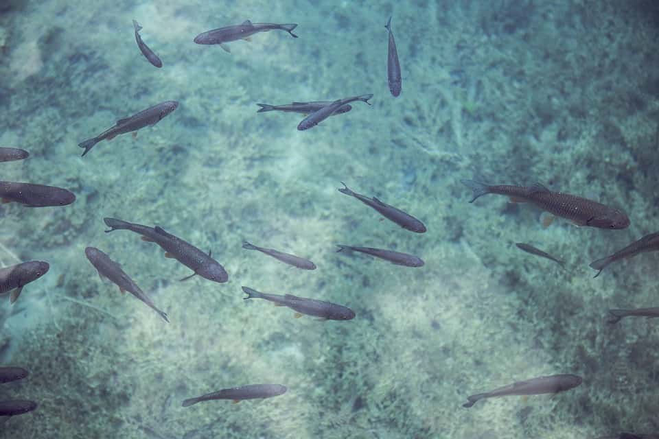 pescado de mar