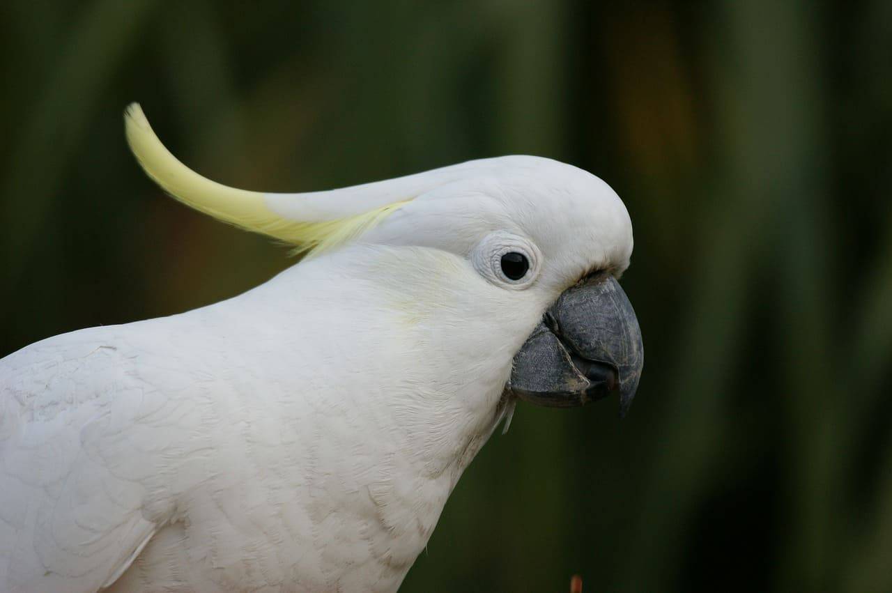 Cacatúa loro parlante