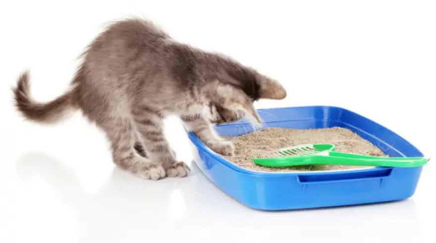 caja de arena para gatos