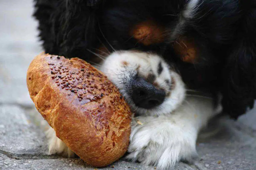 perro y comida